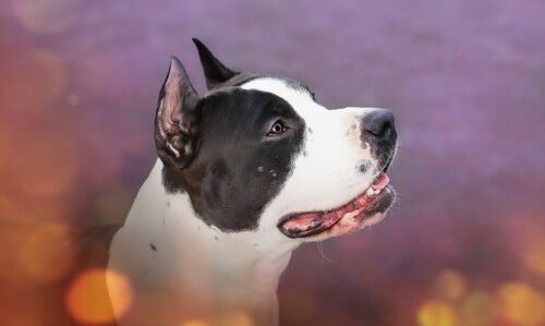 dogs3_1686.jpg