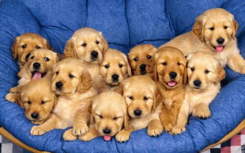 dogs3_1700.jpg