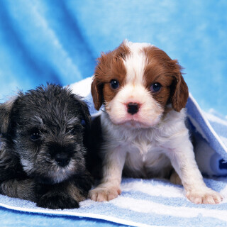 dogs3_1701