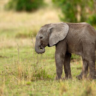 Baby-Animal_0088