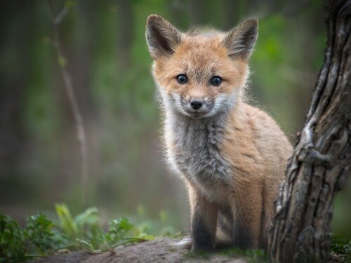 Baby-Animal_0100.jpg