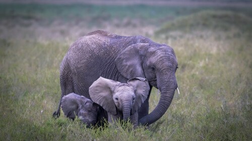 Baby-Animal_0131.jpg
