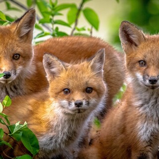 Baby-Animal_0138