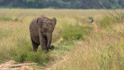 Baby-Animal_0139.jpg