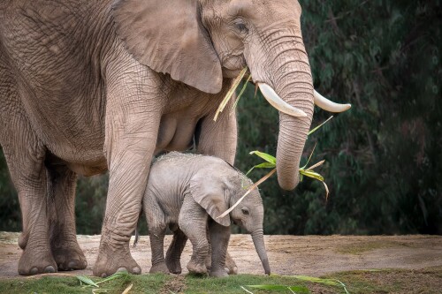 Baby-Animal_0171.jpg