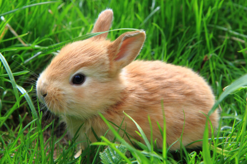 Baby-Animal_0184.jpg