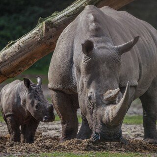 Baby-Animal_0198