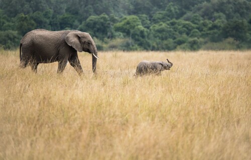 Baby-Animal_0202.jpg