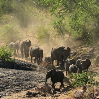 Baby-Animal_0216