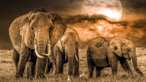 Baby-Animal_0228.jpg