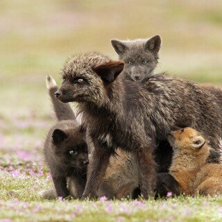 Baby-Animal_0229