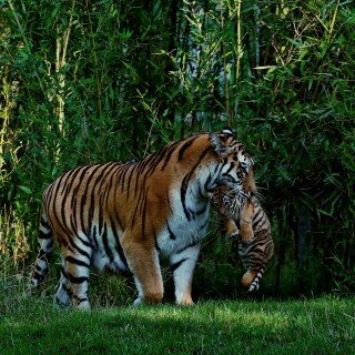 Baby-Animal_0273