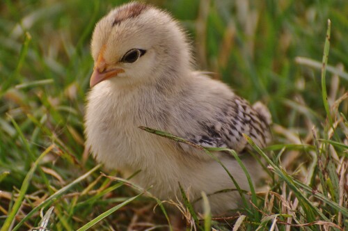 Baby Animal 0290