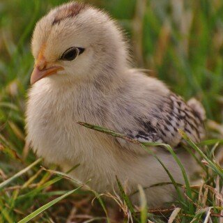 Baby-Animal_0290