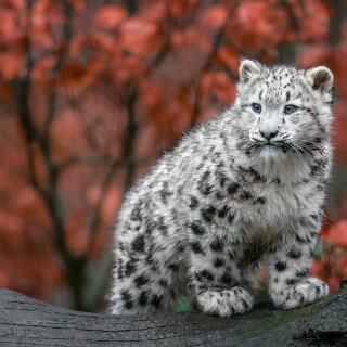 Baby-Animal_0309