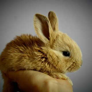 Baby-Animal_0350