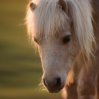 Baby-Animal_0355