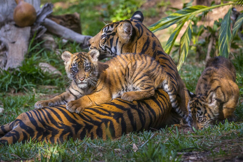 Baby Animal 0357