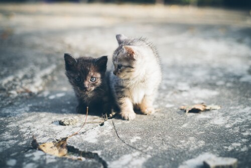 Baby Animal 0394