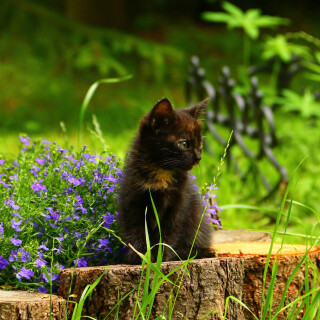 Baby-Animal_0487