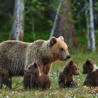 Baby-Animal_0506