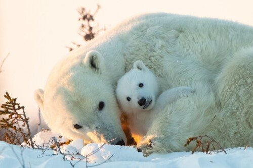 Baby-Animal_0546.jpg