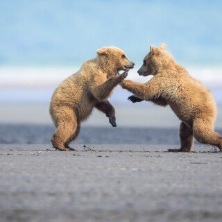 Baby-Animal_0550