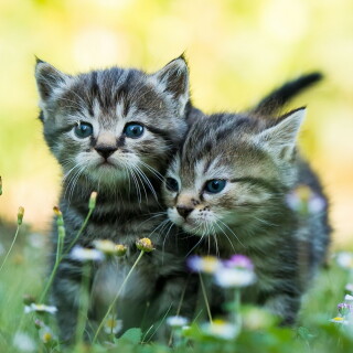 Baby-Animal_0613