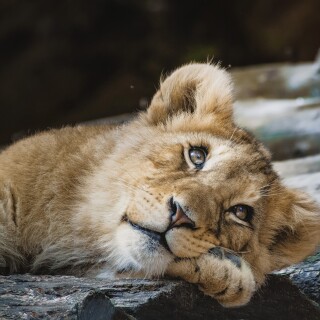 Baby-Animal_0616