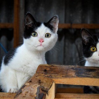 Baby-Animal_0623
