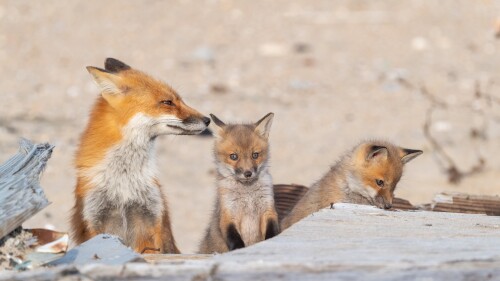 Baby-Animal_0628.jpg
