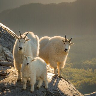 Baby-Animal_0641
