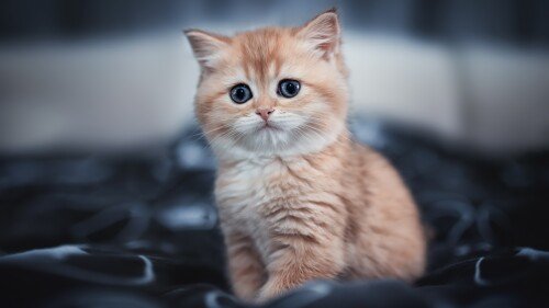 Baby-Animal_0645.jpg