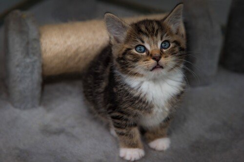 Baby-Animal_0664.jpg