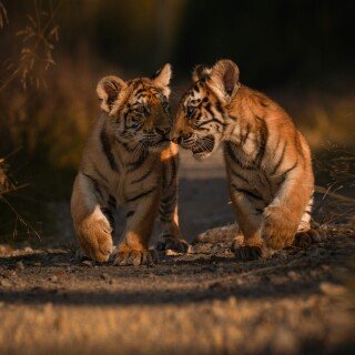 Baby-Animal_0666