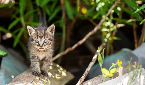 Baby-Animal_0670.jpg