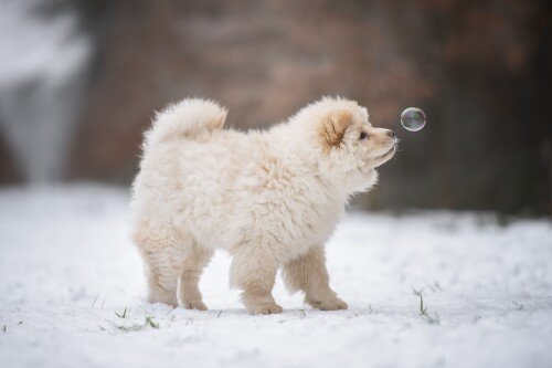 Baby-Animal_0683.jpg