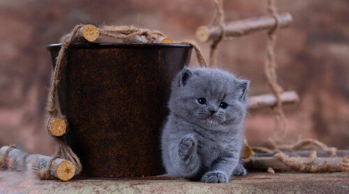 Baby-Animal_0685.jpg