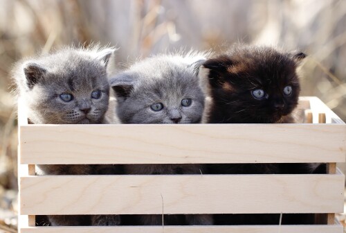 Baby Animal 0692