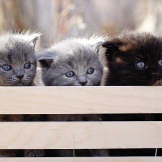 Baby-Animal_0692
