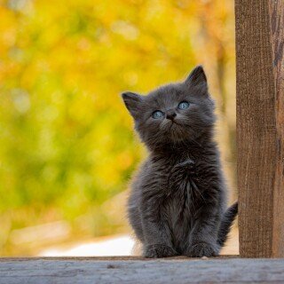 Baby-Animal_0696