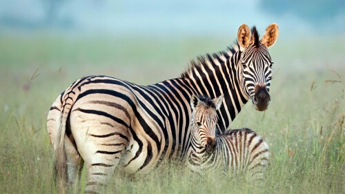 Baby-Animal_0703.jpg