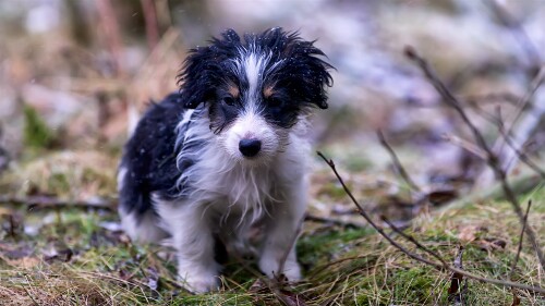 Baby-Animal_0719.jpg