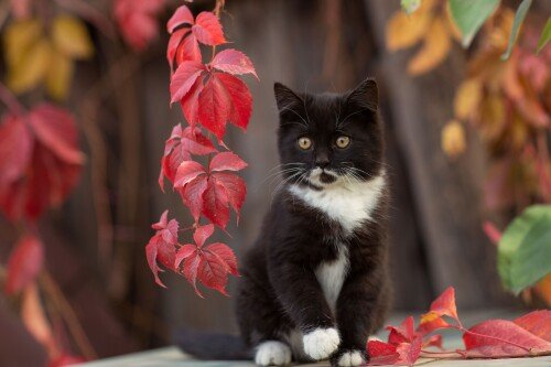 Baby-Animal_0721.jpg