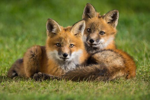 Baby-Animal_0722.jpg