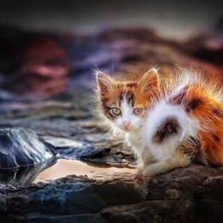 Baby-Animal_0740