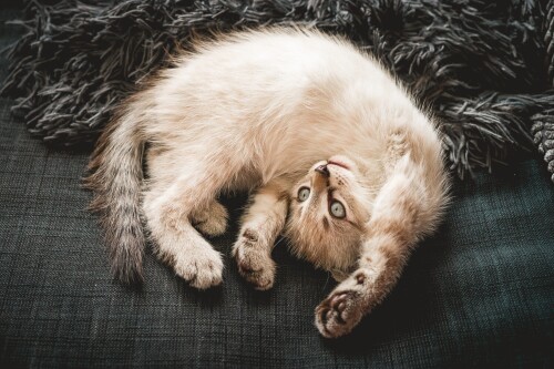 Baby-Animal_0742.jpg