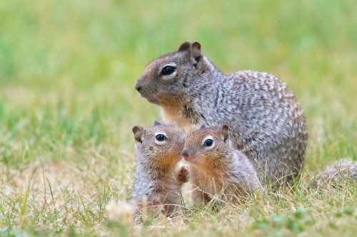 Baby-Animal_0747.jpg