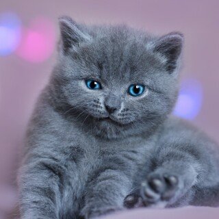 Baby-Animal_0750