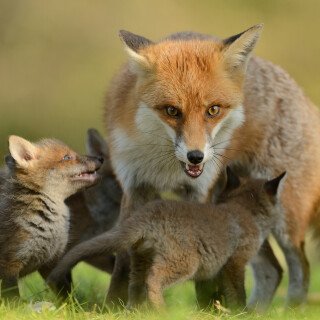 Baby-Animal_0755